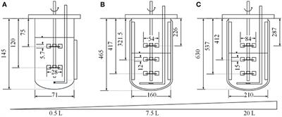 Process Intensification for an Insect Antimicrobial Peptide Elastin-Like Polypeptide Fusion Produced in Redox-Engineered Escherichia coli